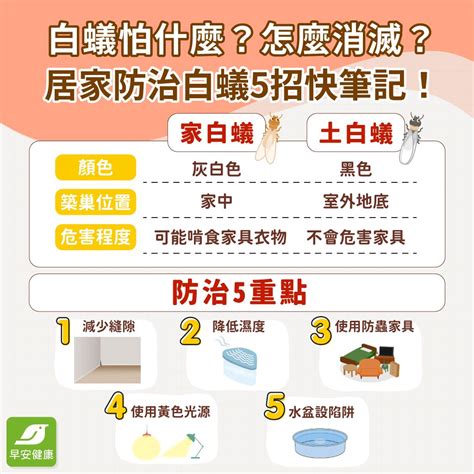 家中出現白蟻|白蟻怕什麼？預防白蟻必看7大絕招，白蟻防治攻略全。